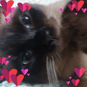 Meet your Posher, Mollie